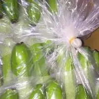 Green Cavendish banana