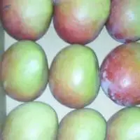 mangoes