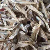 Dried Fish Enchovy Or Kapenta