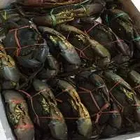 Crabs