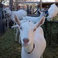 Saanen Diary Goats