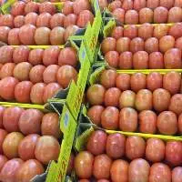 Fresh Tomatoes