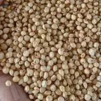 White And Red Sorghum