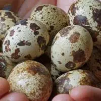 Quail Bird Eggs