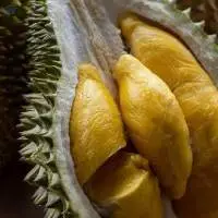 Fresh Durian