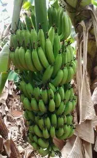 Banana Powder