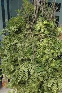 Curry Leaves Powder