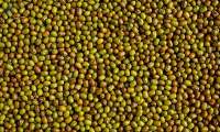 Green Gram (Moong Dal)