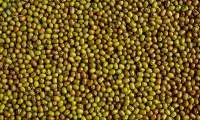 Green Gram (Moong Dal)