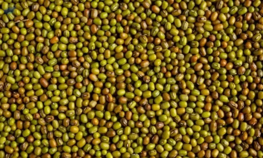 Green Gram (Moong Dal)