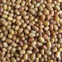 Moth Beans (Matki)