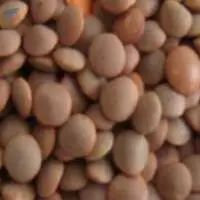Lentil Whole (Sabut Masoor)