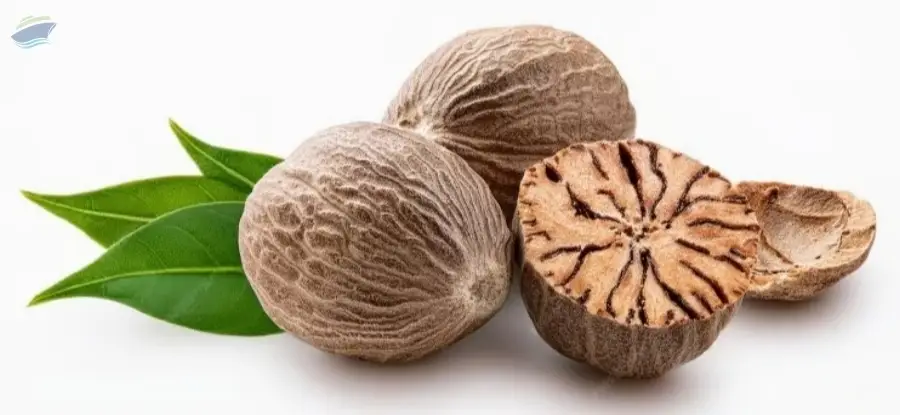 Nutmeg (Jaifal)