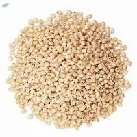 Sorghum