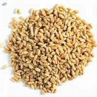Wheat