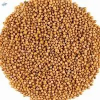 Mustard Seeds