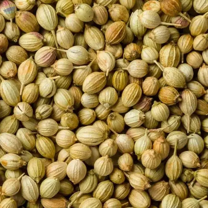 Coriander Seeds