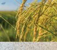 OM5451 Long Grain Rice