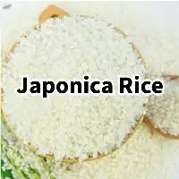 Japonica Rice