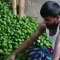 Kaji Lemon