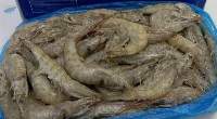 Vannamei Shrimp