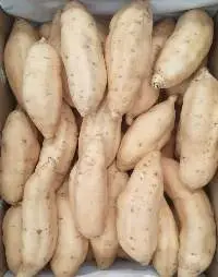 Honey Sweet Potato (Ubi Cilembu)
