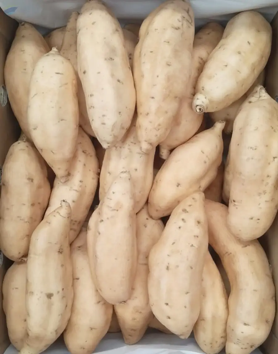 Honey Sweet Potato (Ubi Cilembu)