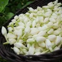 Jasmine Flowers With Head