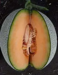 Rockmelon