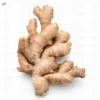 Elephant Ginger