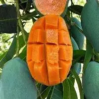 Harum Manis Mango