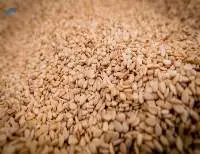 Sesame Seed