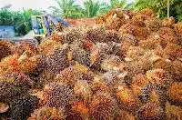 Palm Kernel Products