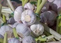 Garlic