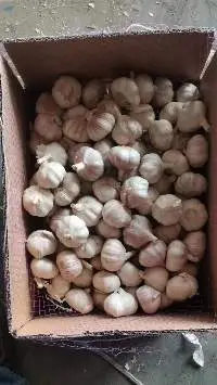 Normal white/Pure whtie garlic