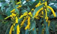Acacia