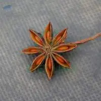 Premium Quality Spices Dried Flower Star Anise