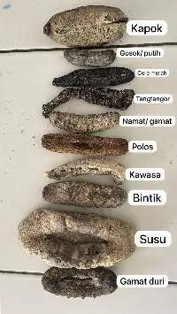 Sea Cucumber