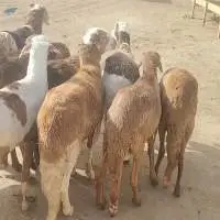 Fresh & Chilled Halal Sheep Meat
