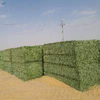 Premium Egyptian Alfalfa Hay Bales (Lucerne)