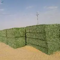 Premium Egyptian Alfalfa Hay Bales (Lucerne)