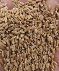 Wheat