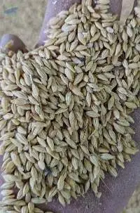 Barley