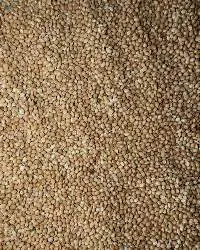 Millet