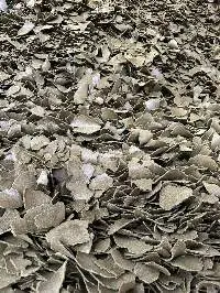Rapeseed Meal