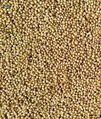 Coriander Seed