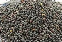 Rapeseeds