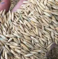Oats
