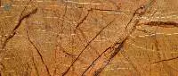 Rain Forest Gold