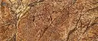 Rain Forest Brown